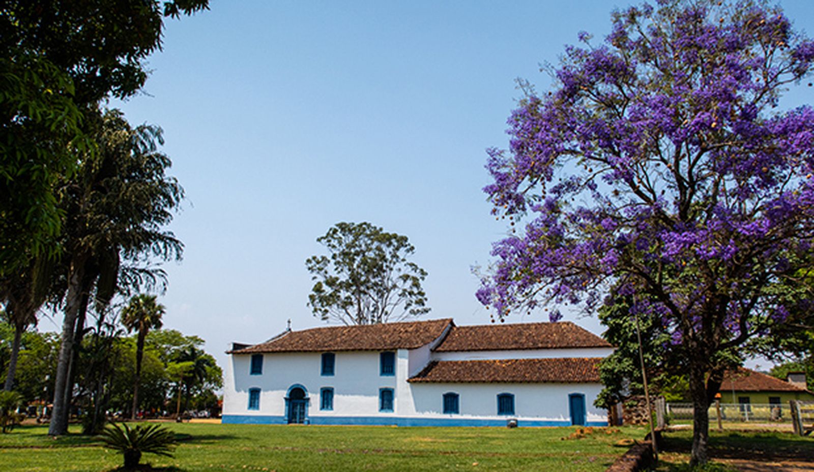 arbol jacaranda jardin arbol jacaranda jardin