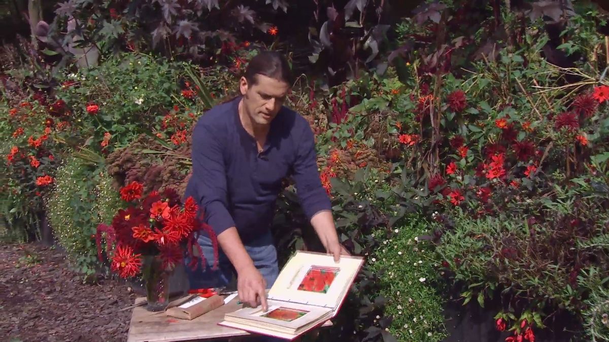 Decogarden 668 identificar dalias libro variedades