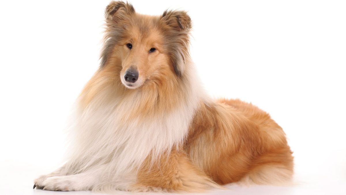collie
