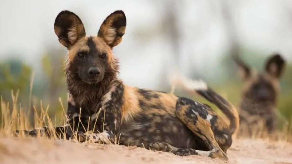 razas de perros salvajes licaon