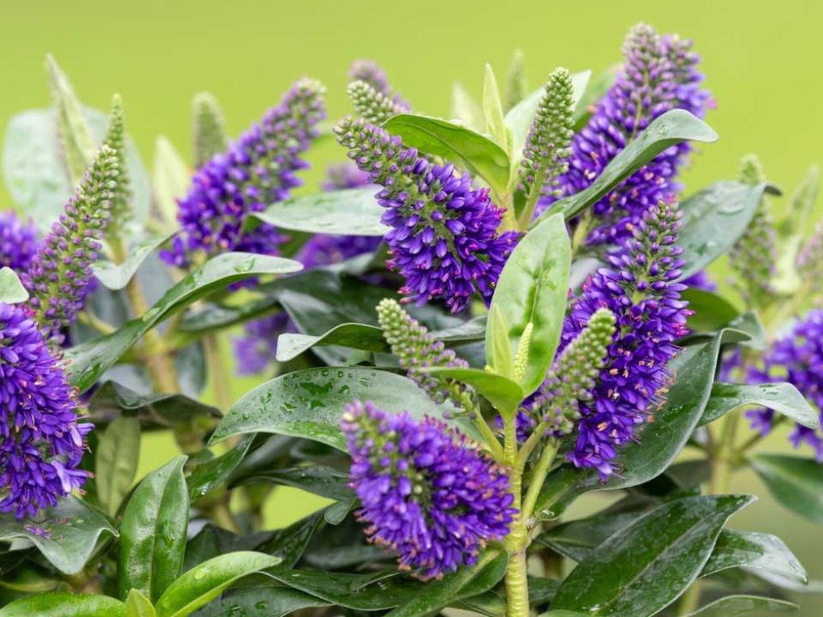 Arbusto Hebe o veronica.