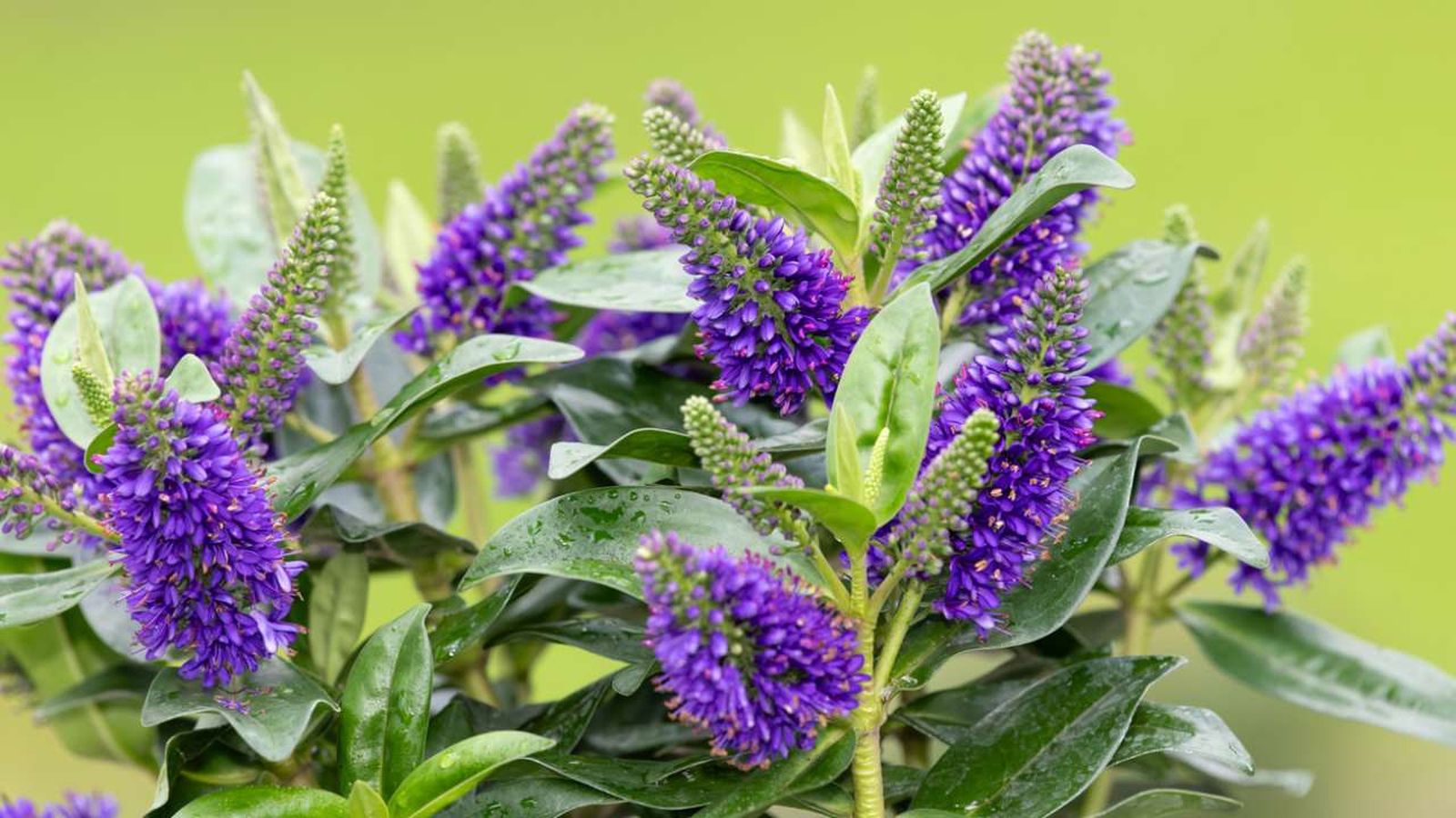 hebe veronica arbusto cuidados