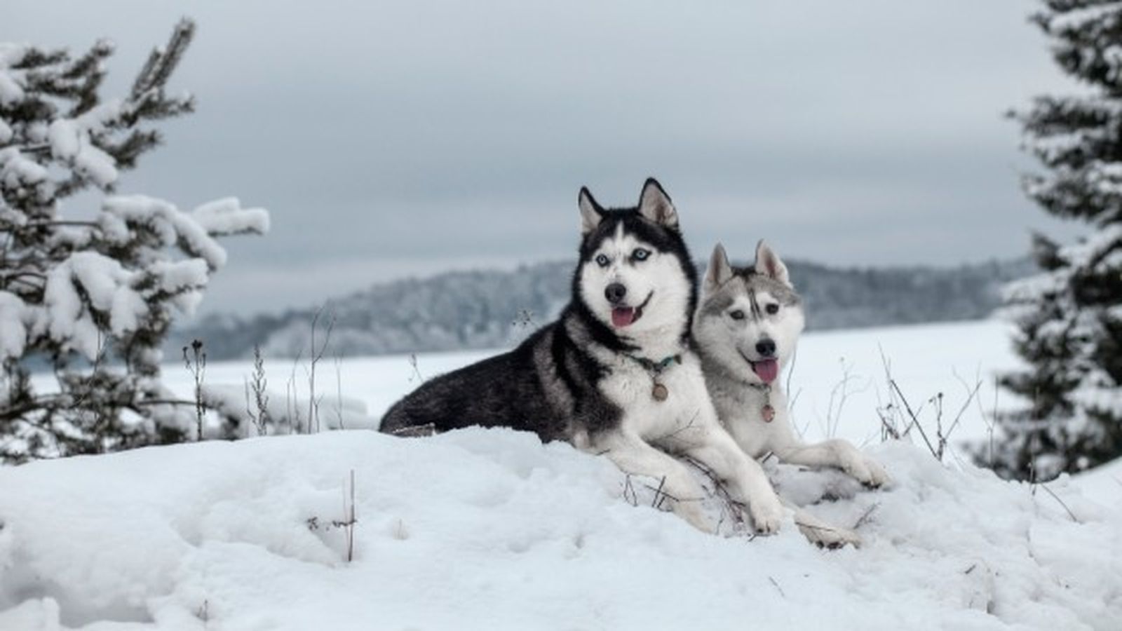 husky siberiano 3 husky siberiano 3
