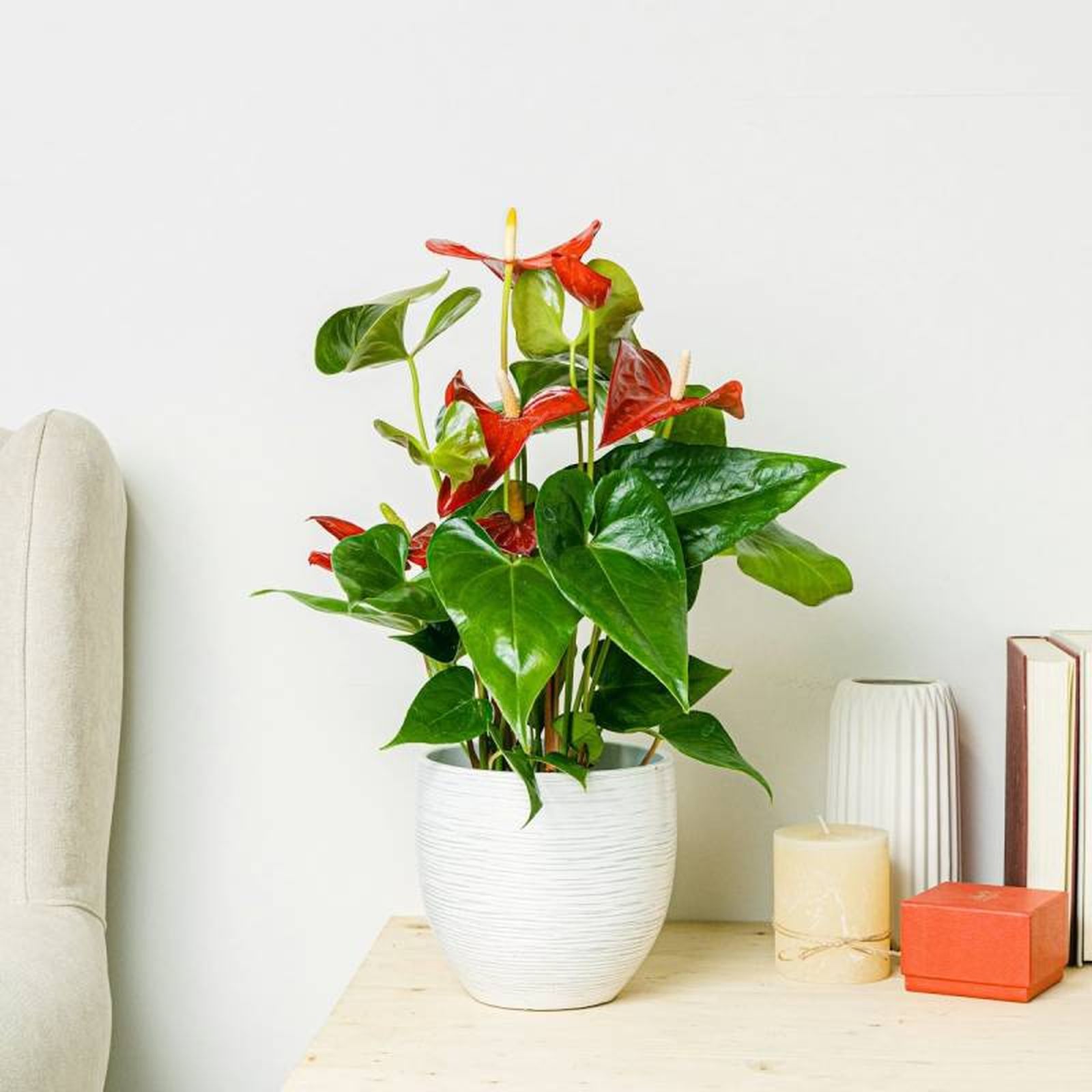 Planta Anthurium.