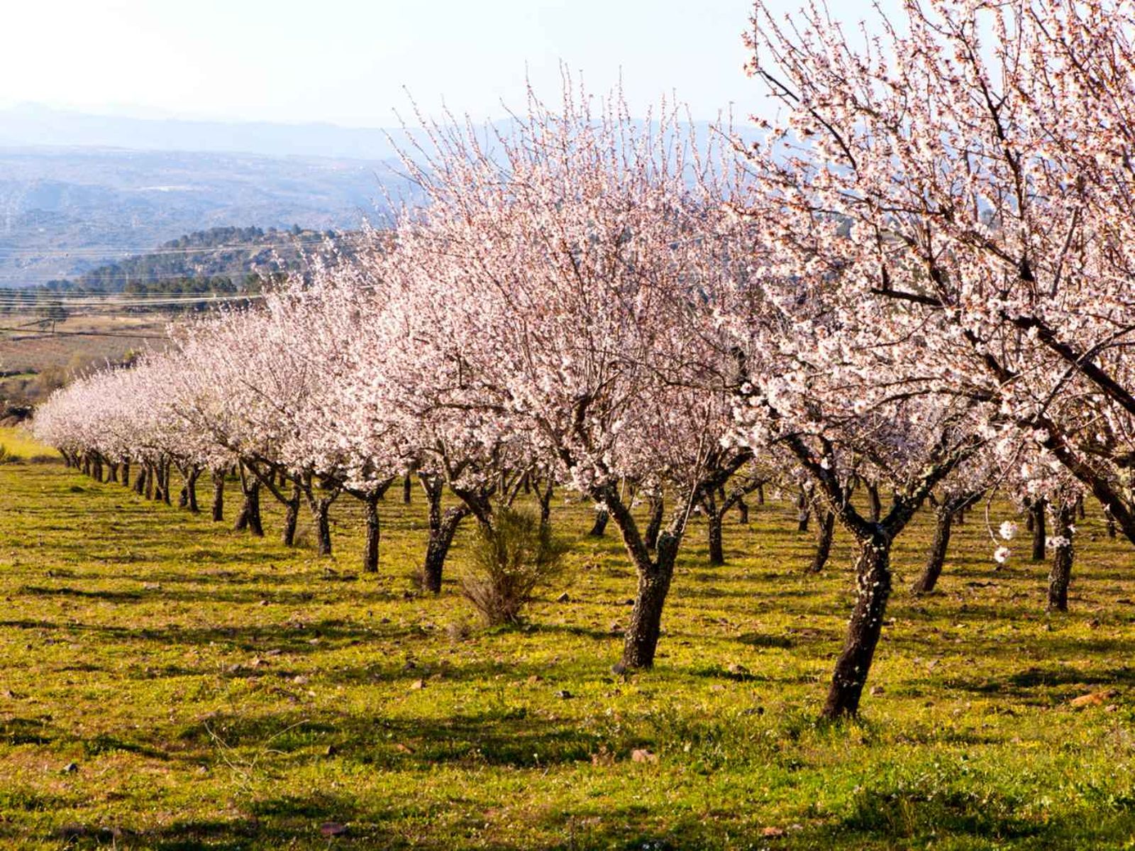 Almendros en flor. Almendros en flor.