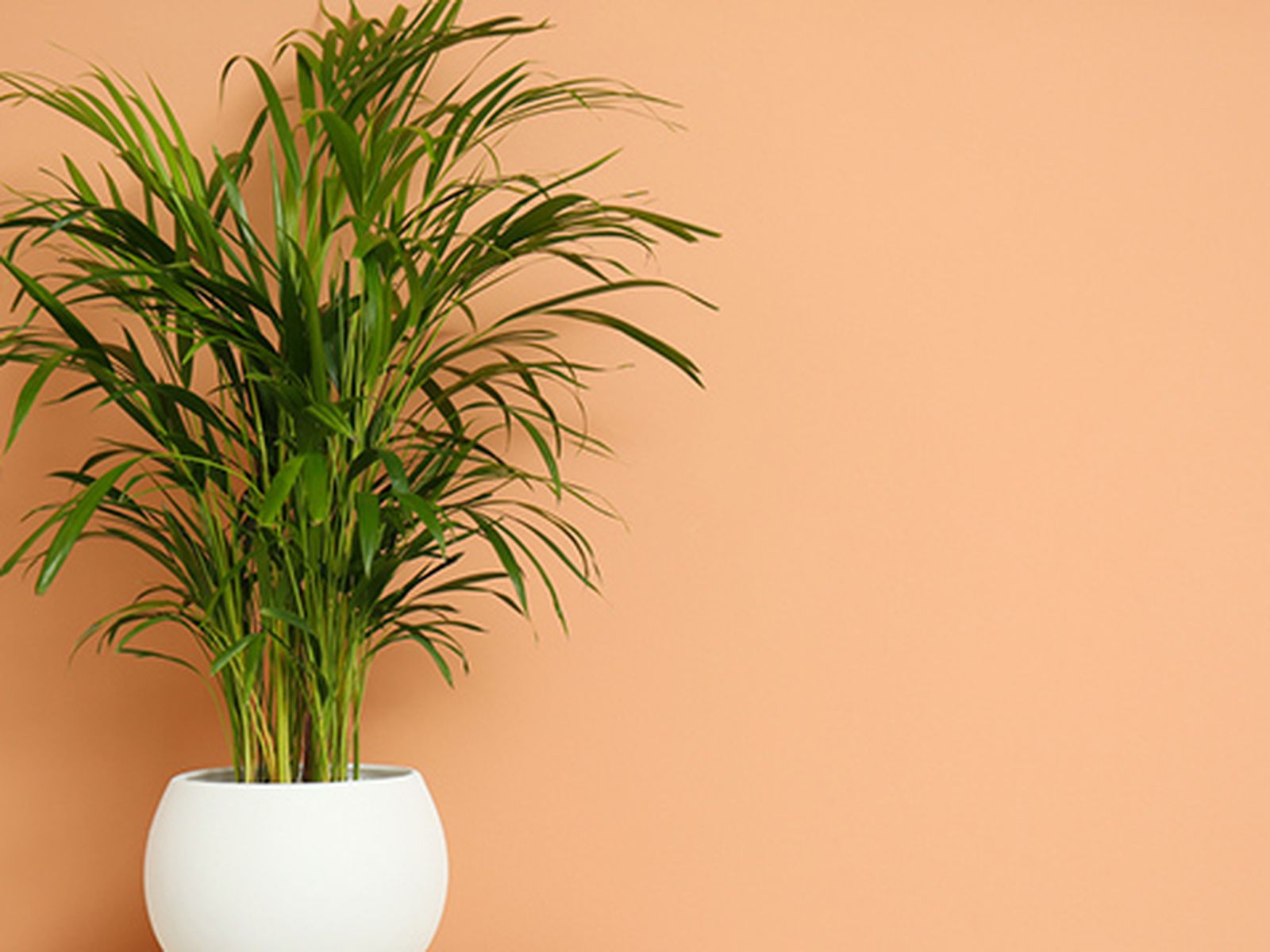 Planta areca.