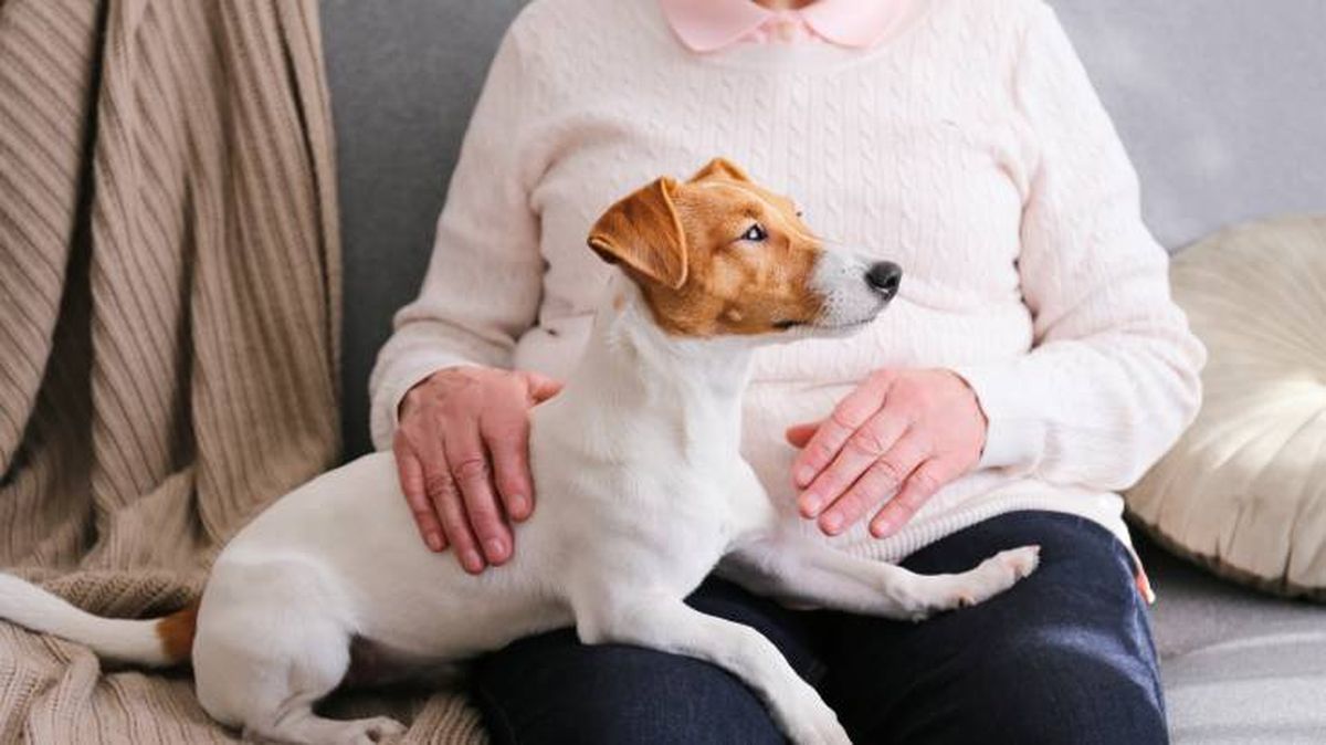perros personas mayores beneficios