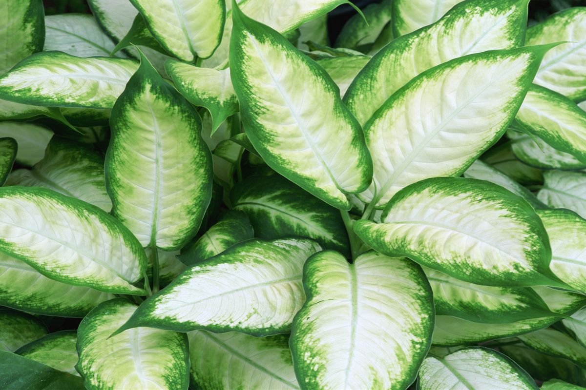 dieffenbachia xl