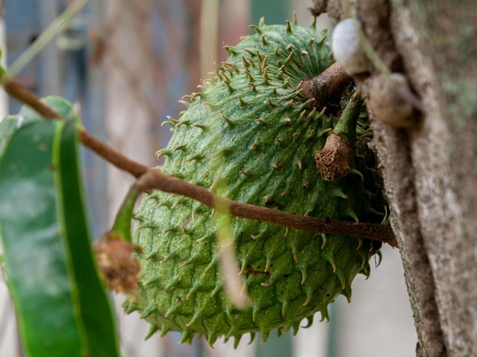 Guanábana en árbol