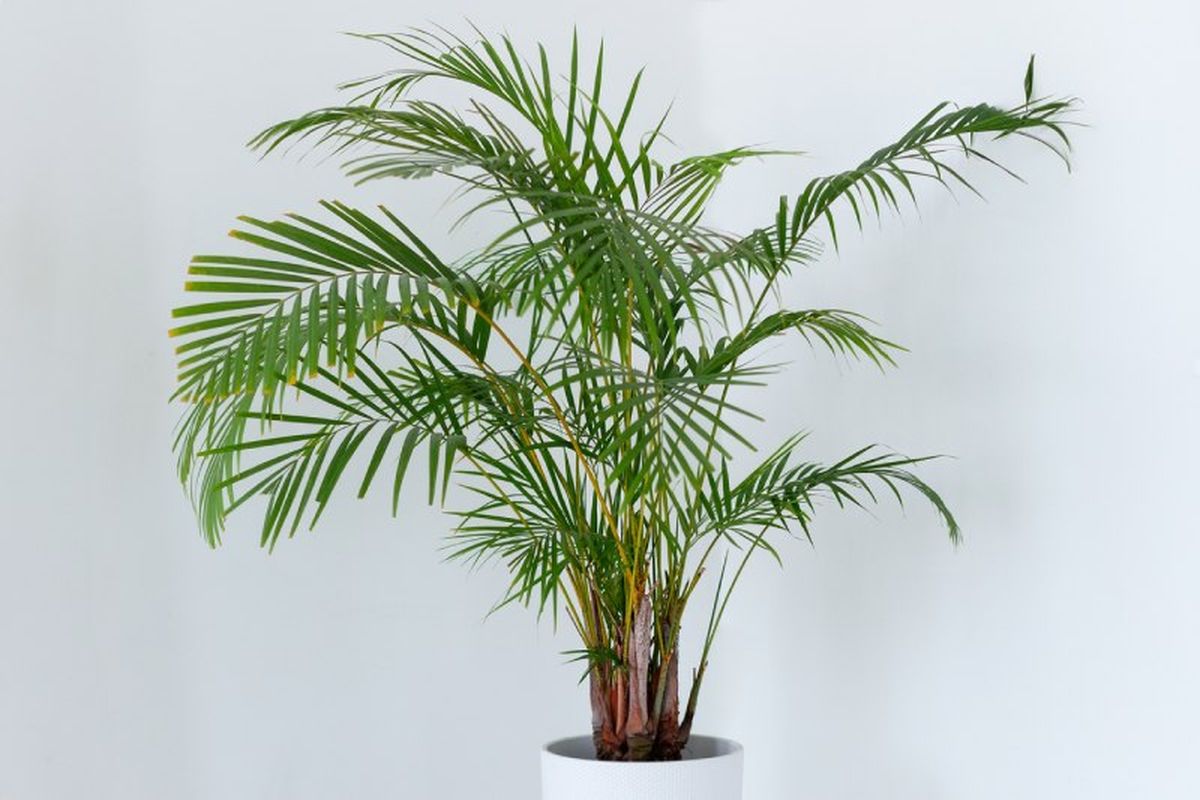 Palmera areca.