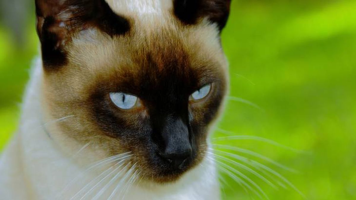 El gato Siamés es cariñoso y sociable