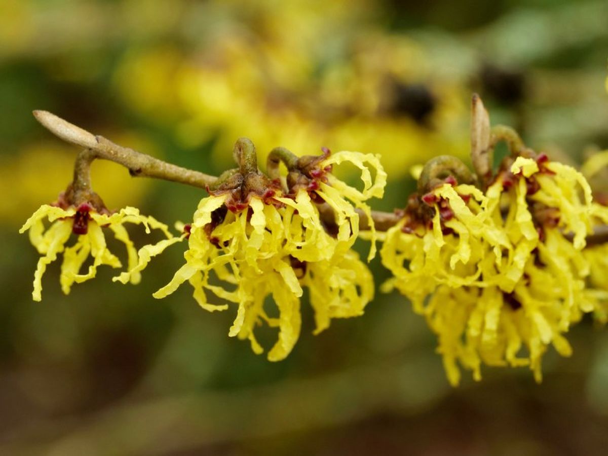 Hamamelis virginiana.