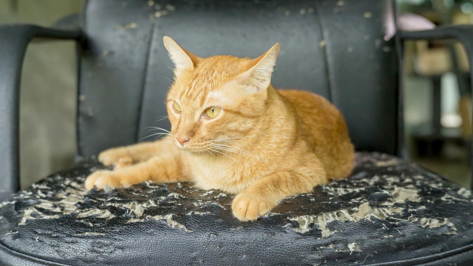 sofa aranazos gatos 2 sofa aranazos gatos 2
