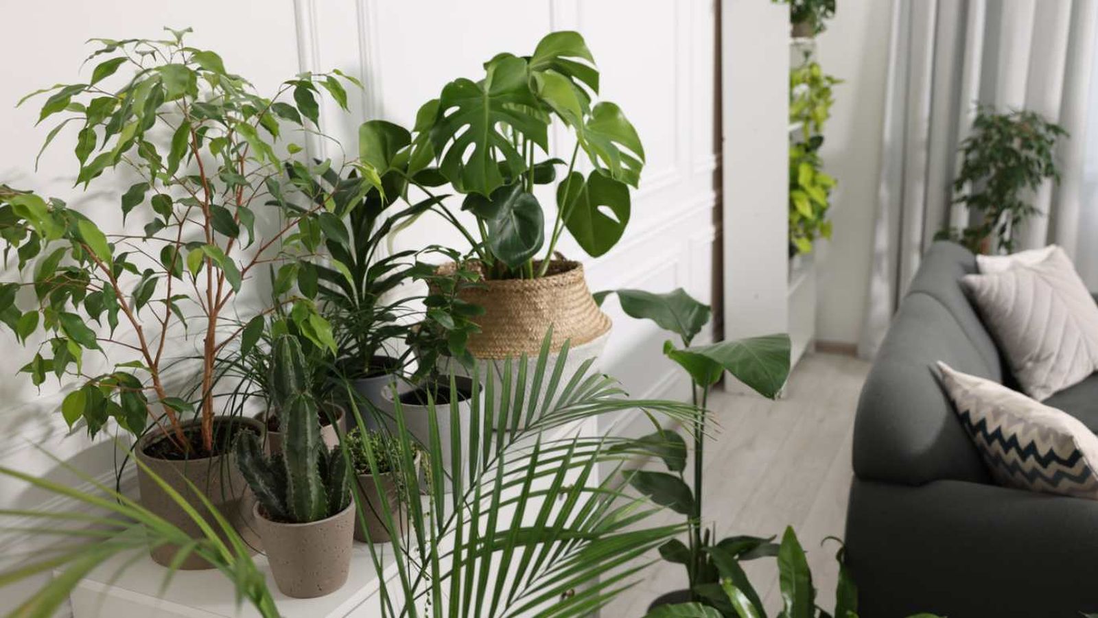 Las plantas de interior con imprescindibles en la decoración de un hogar.