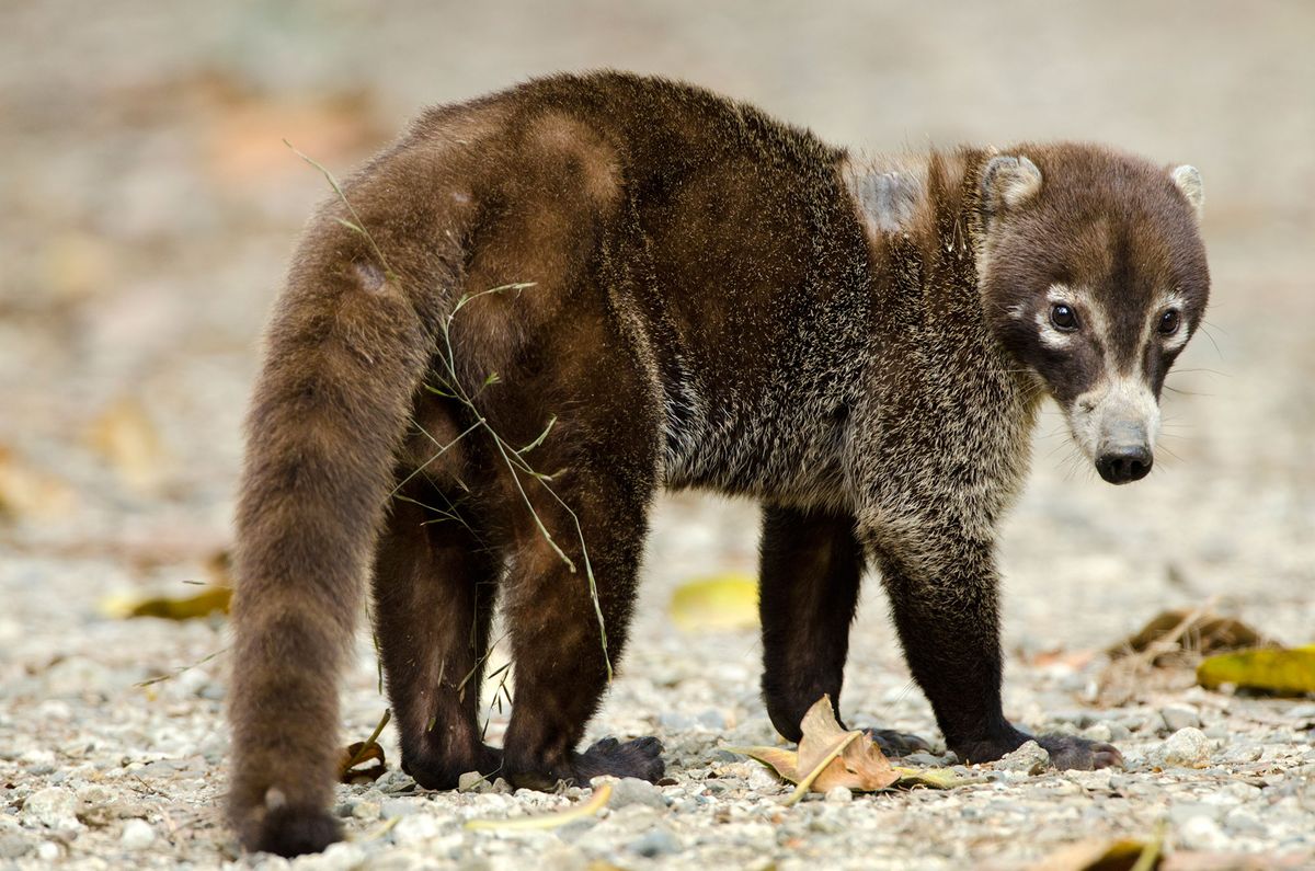 animales salvajes coati