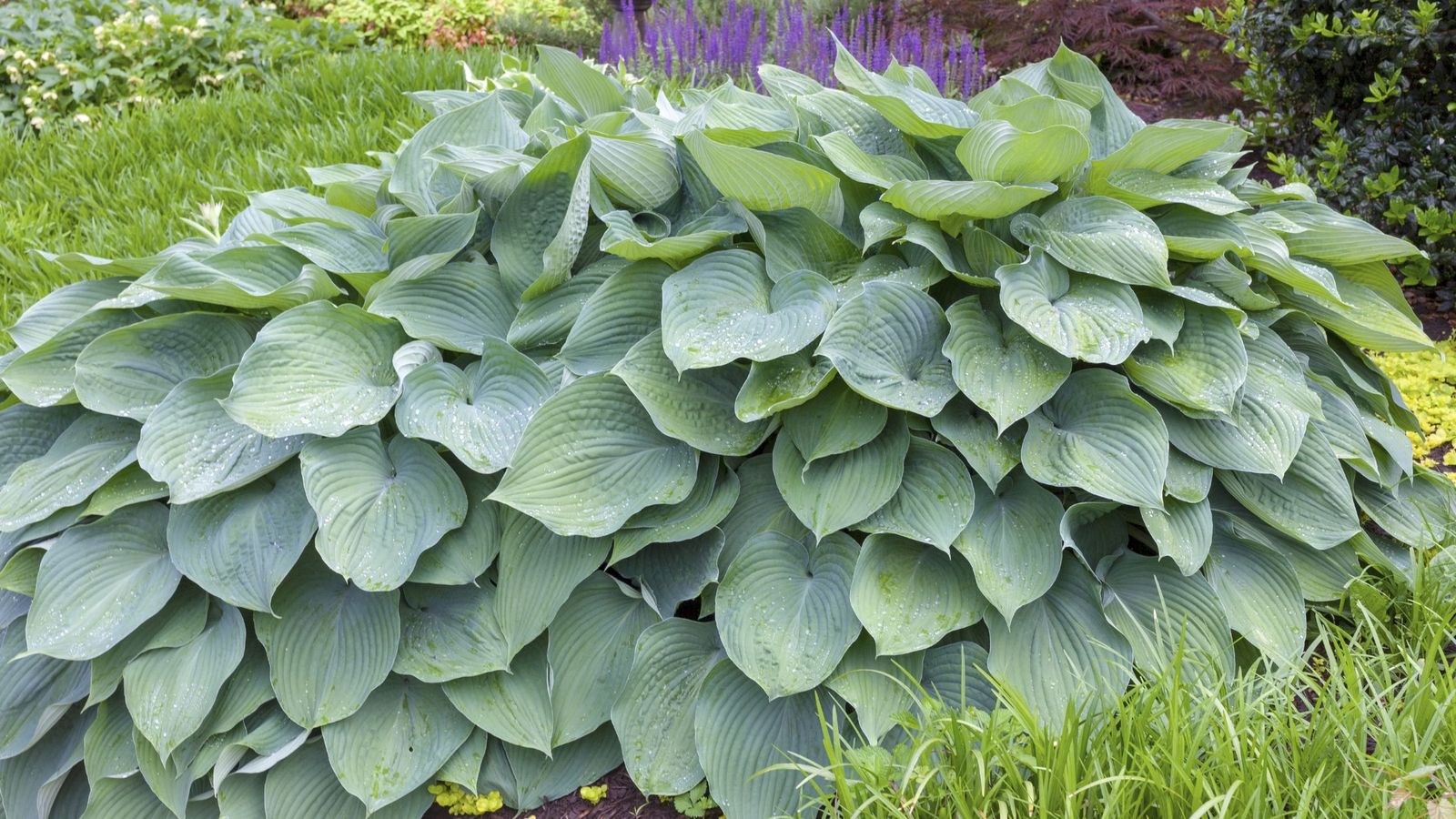 La hosta es una planta perfecta para principiantes