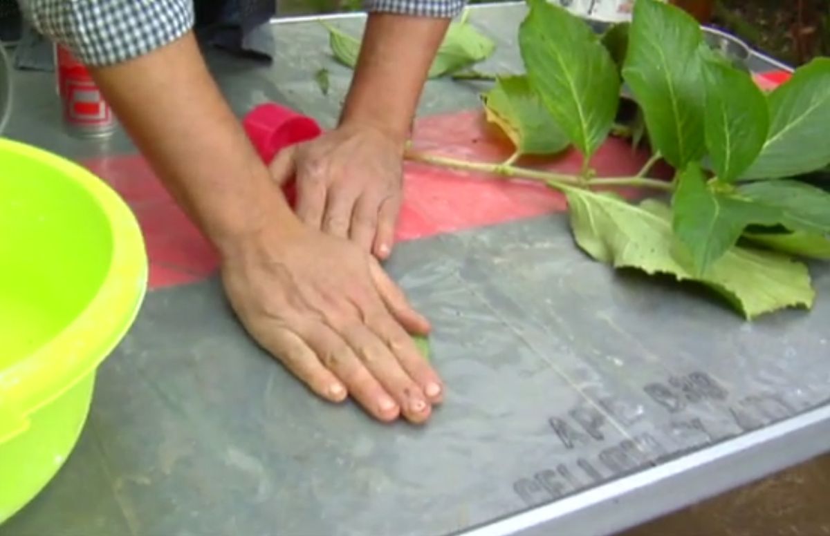 Cuadros de escayola con hojas 1