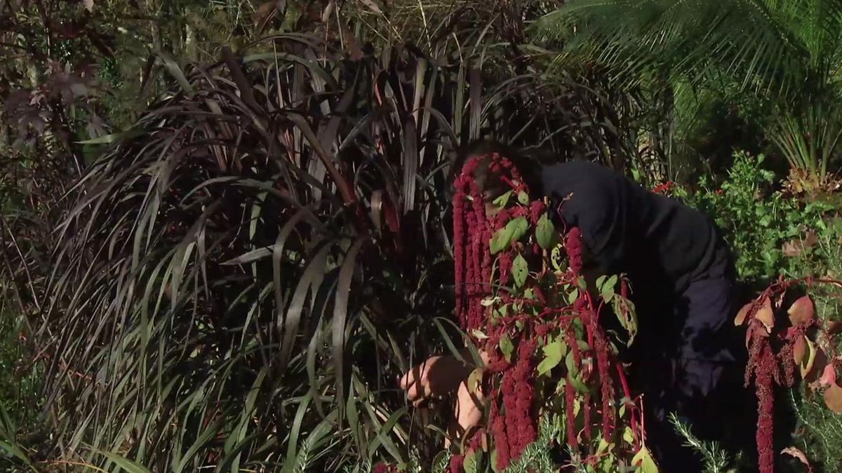 deco 756 jardin Pennisetum purpureum first knight clima