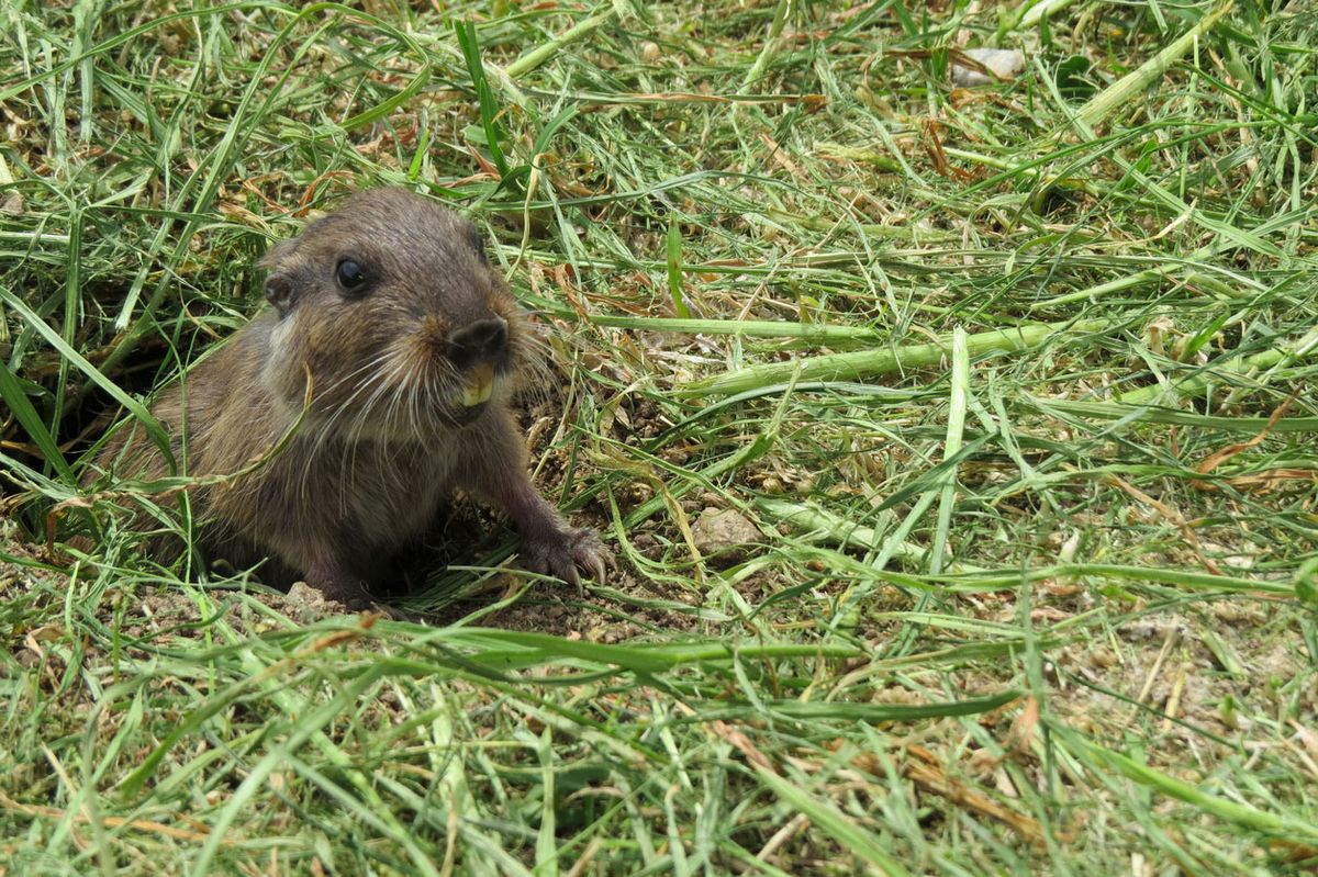 roedores mas extranos tuco tuco