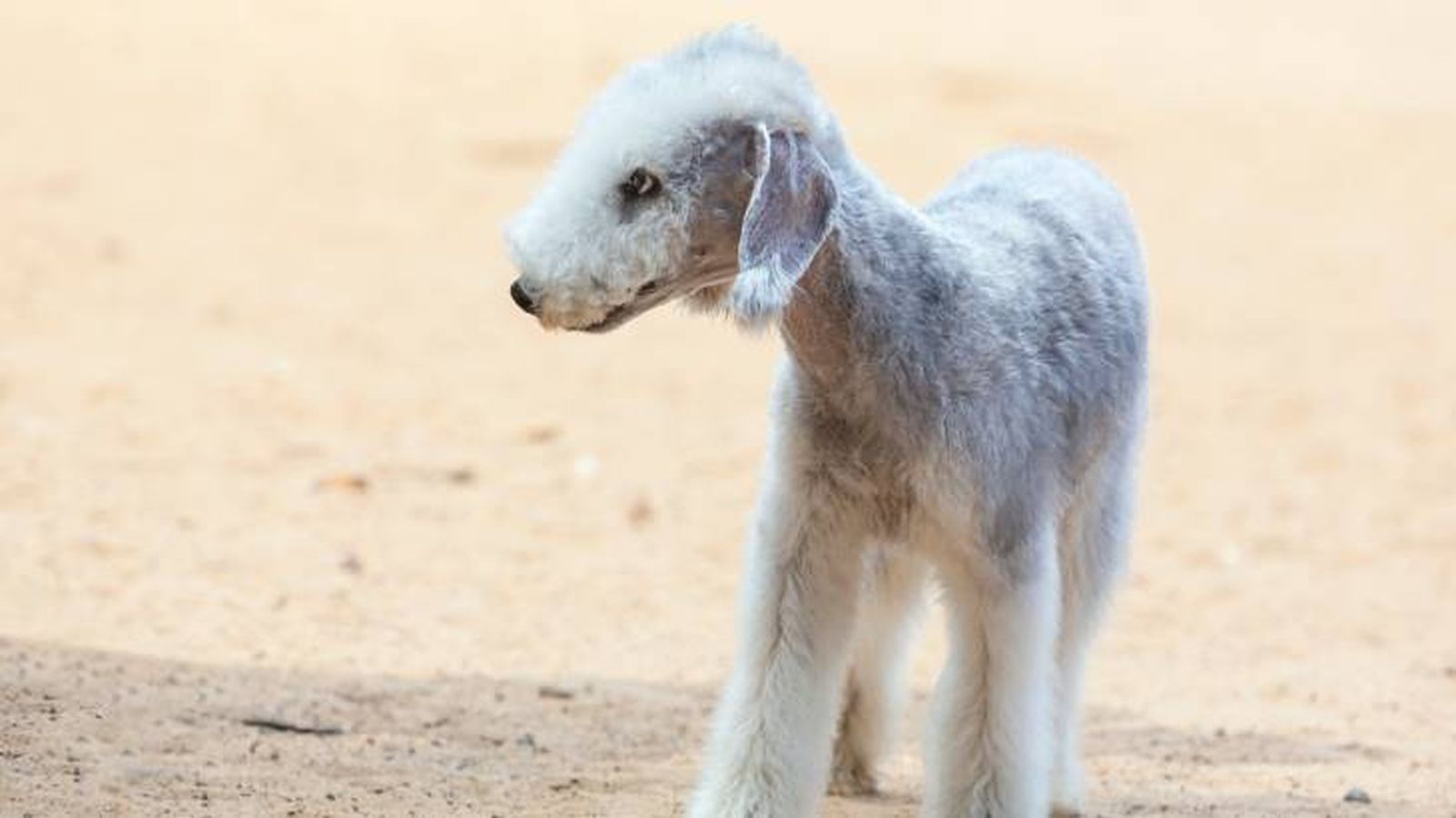 El perro Bedlington Terrier es dócil y manejable El perro Bedlington Terrier es dócil y manejable