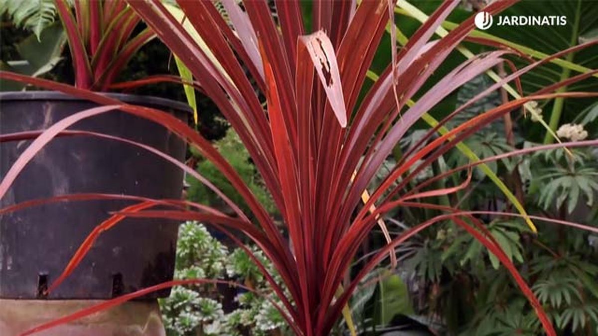 deco 682 cordyline australis roja