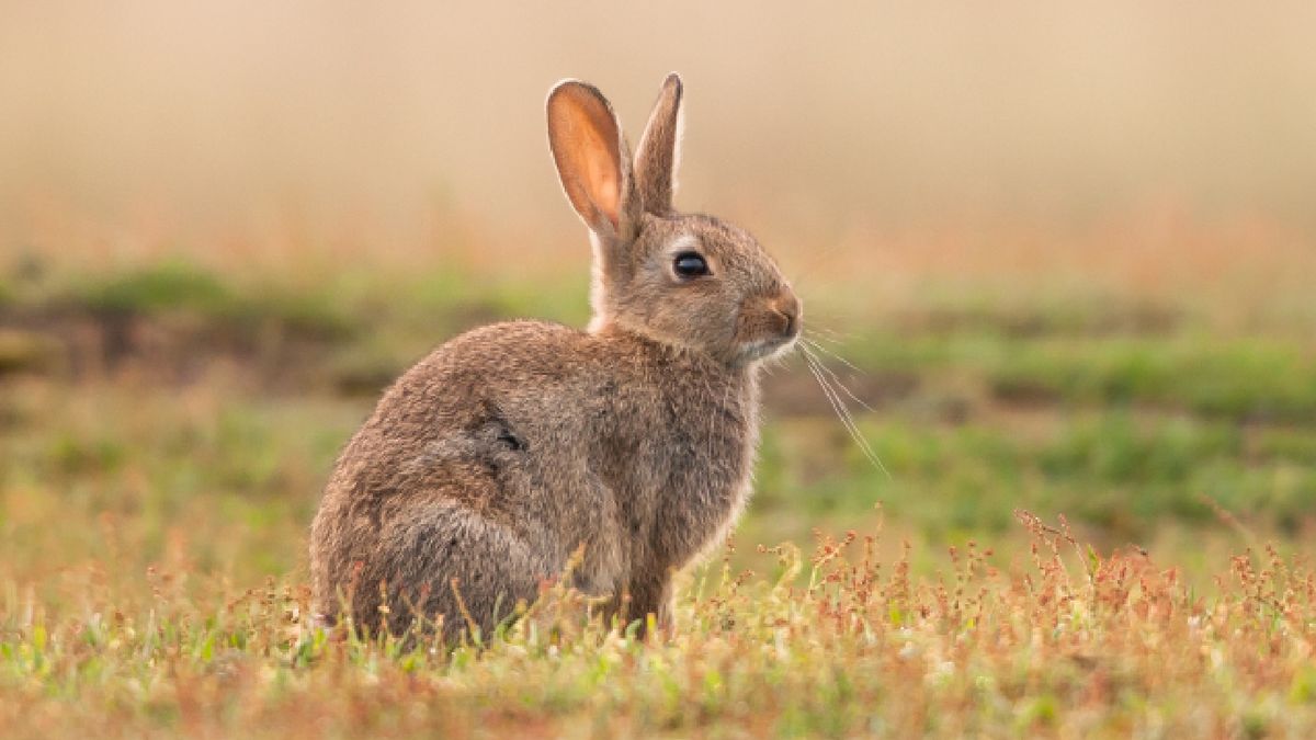 Los conejos construyen madrigueras llamadas conejeras