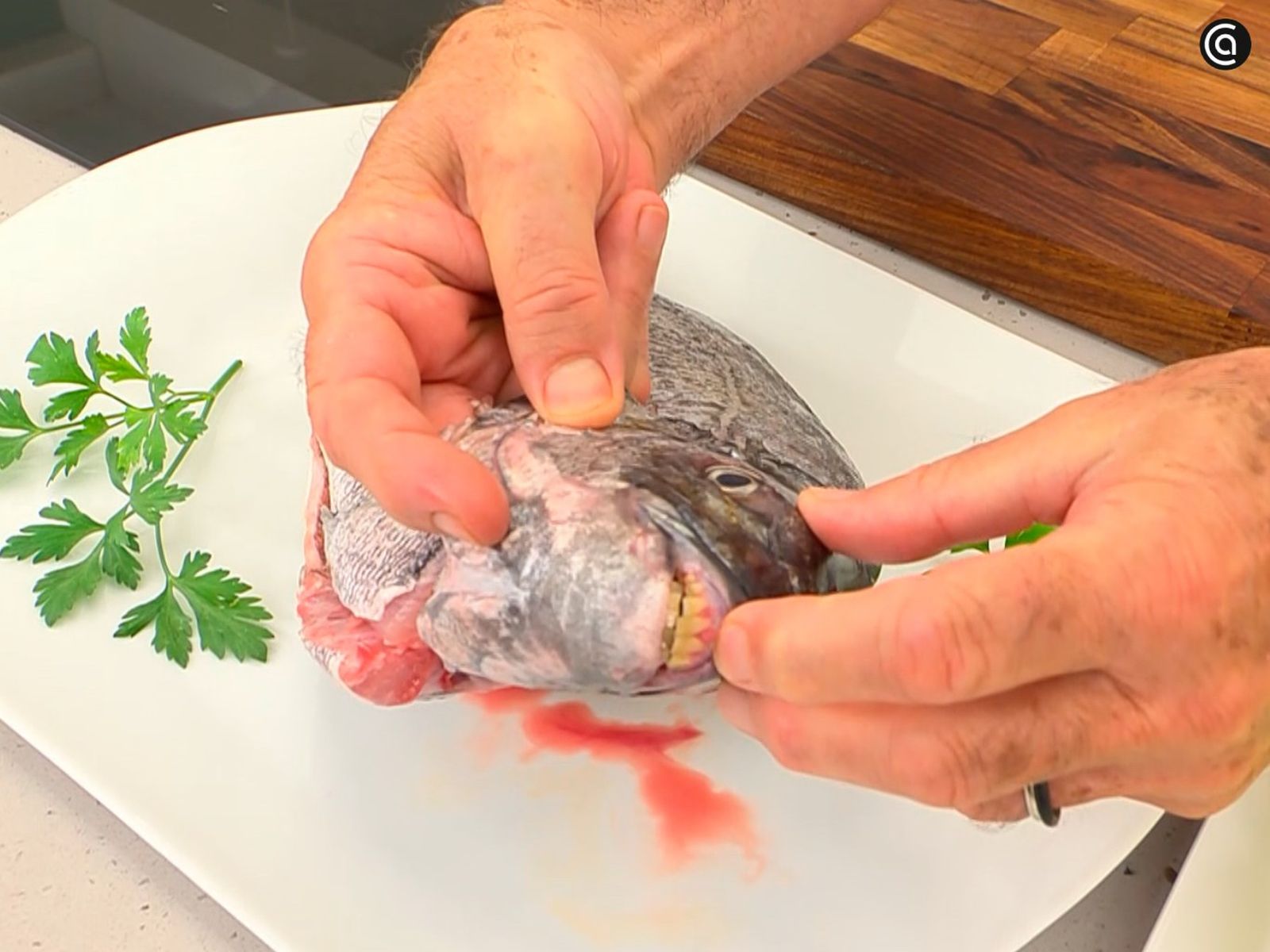 La mojarra, o sargo, es un pez de la familia de los espáridos