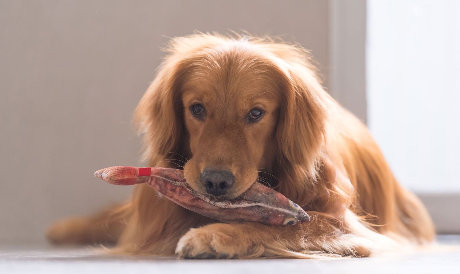 perros salud articular alimentacion omega3 perros salud articular alimentacion omega3