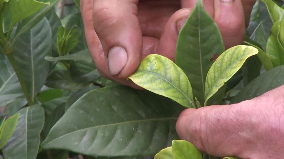 clorosis en las hojas de la gardenia deco 742