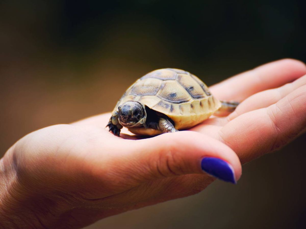 Repite el nombre con un tono suave y constante para que lo recuerde.