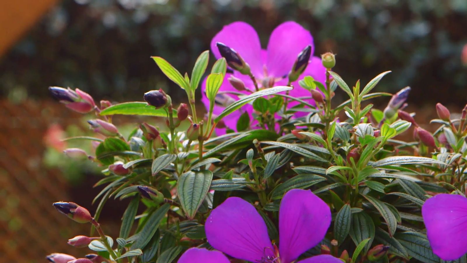 brico 0909 3 jardineria tibouchina groovy baby floracion