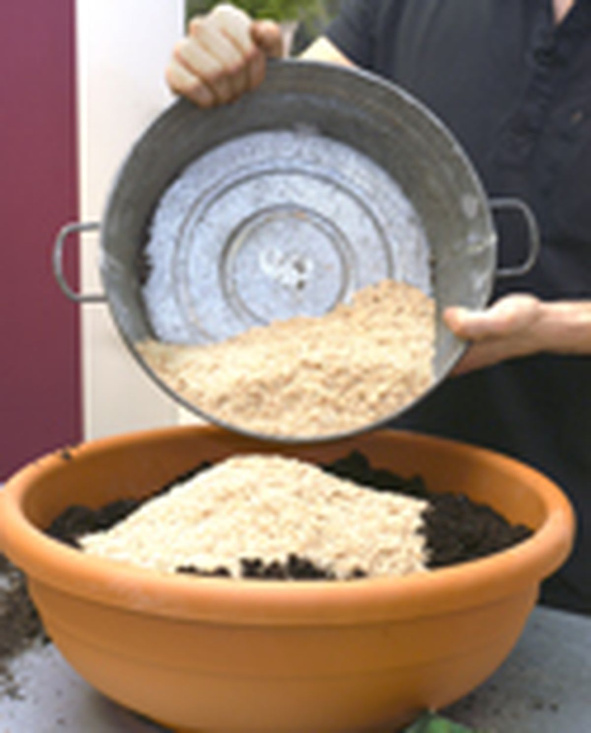 79505 sansevieria p02