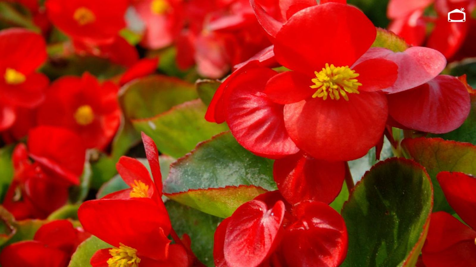 Begonia dragon wing
