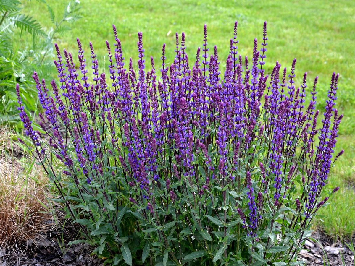 La salvia es considerada antibacteriana y antifúngica