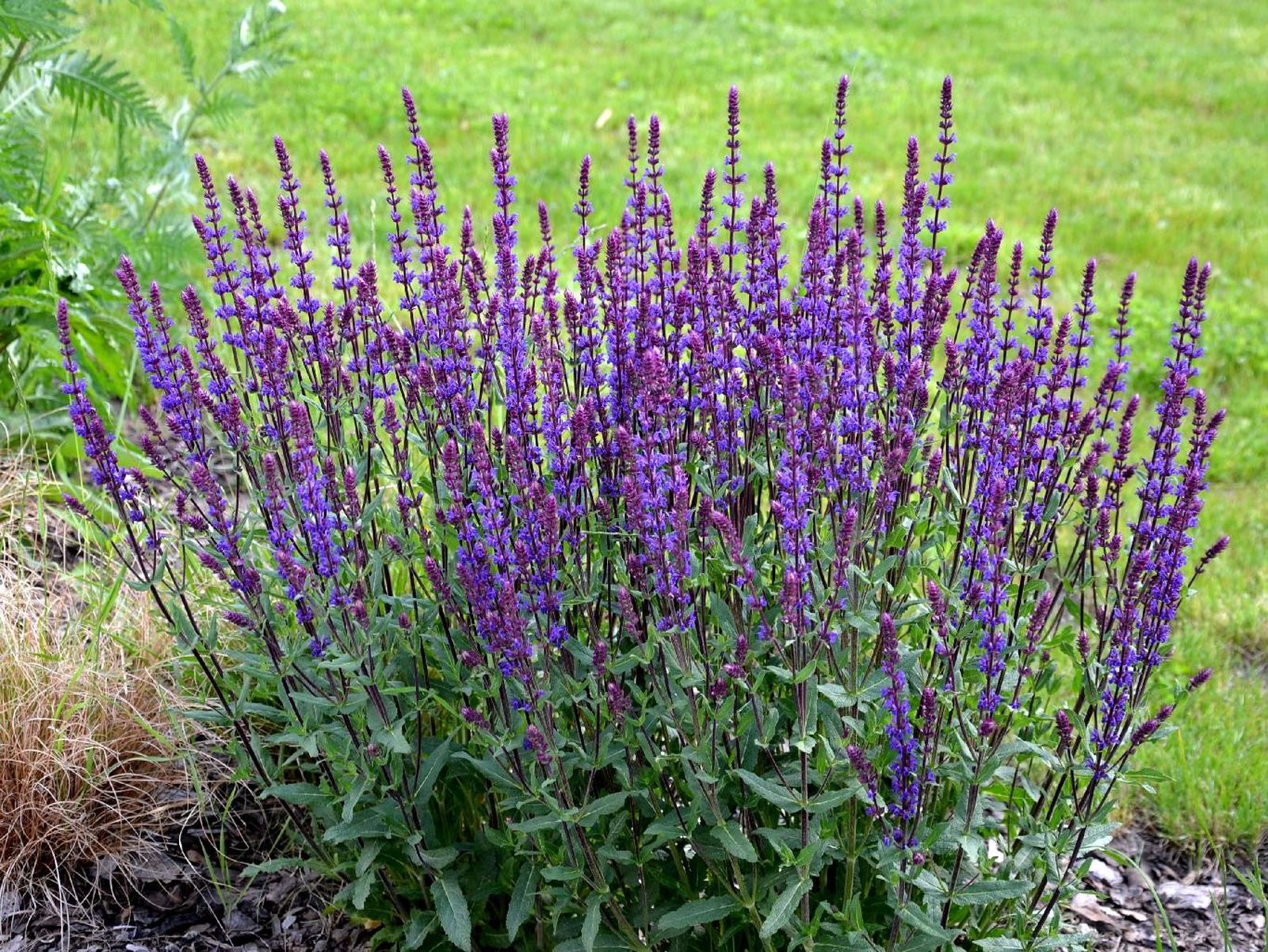 La salvia es considerada antibacteriana y antifúngica La salvia es considerada antibacteriana y antifúngica