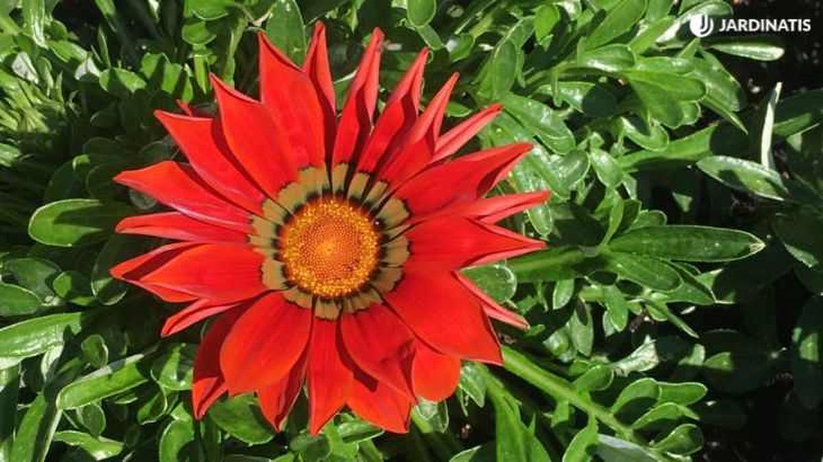 Gazania de color naranja