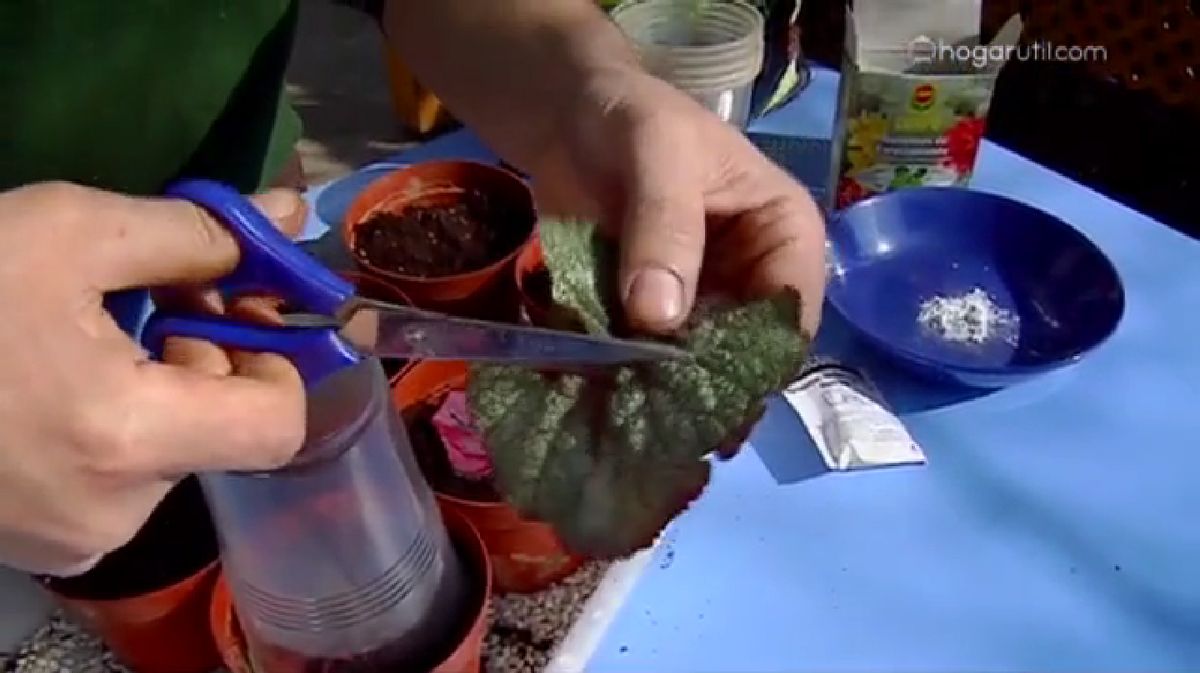 Reproducir Begonia Rex por esquejes de hojas p2