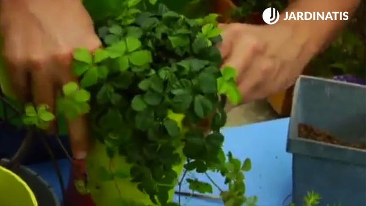 Reutilizar lamparas de araña para maceteros parthenocissus brico jardin