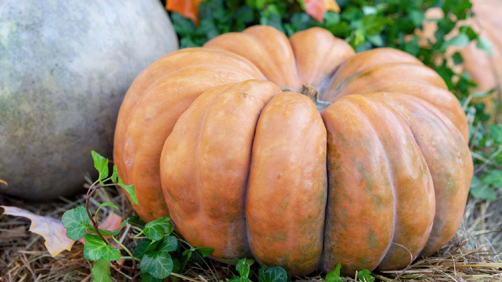 Calabaza muscat, una variedad de calabaza de gran tamaño