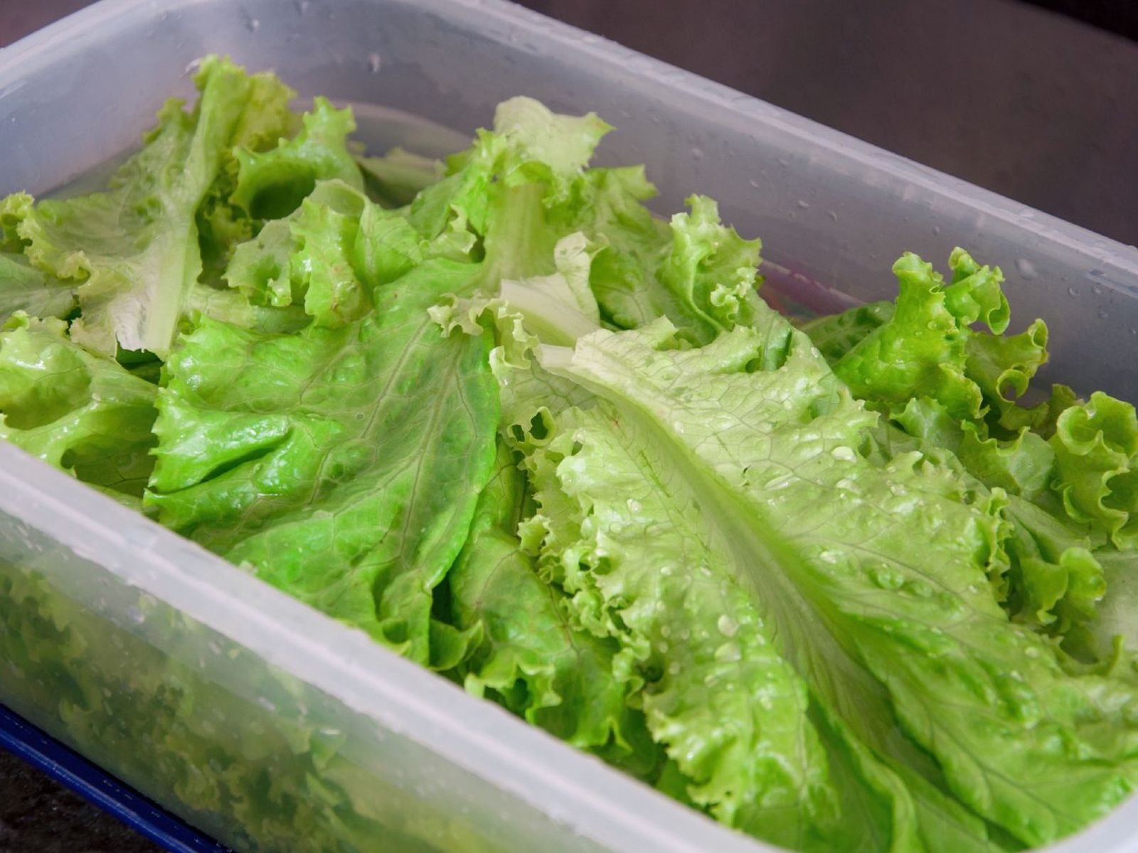 Una lechuga blanda recupera firmeza tras un remojo en agua fría