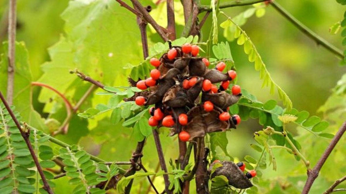 Abrus precatorius planta mas venenosa
