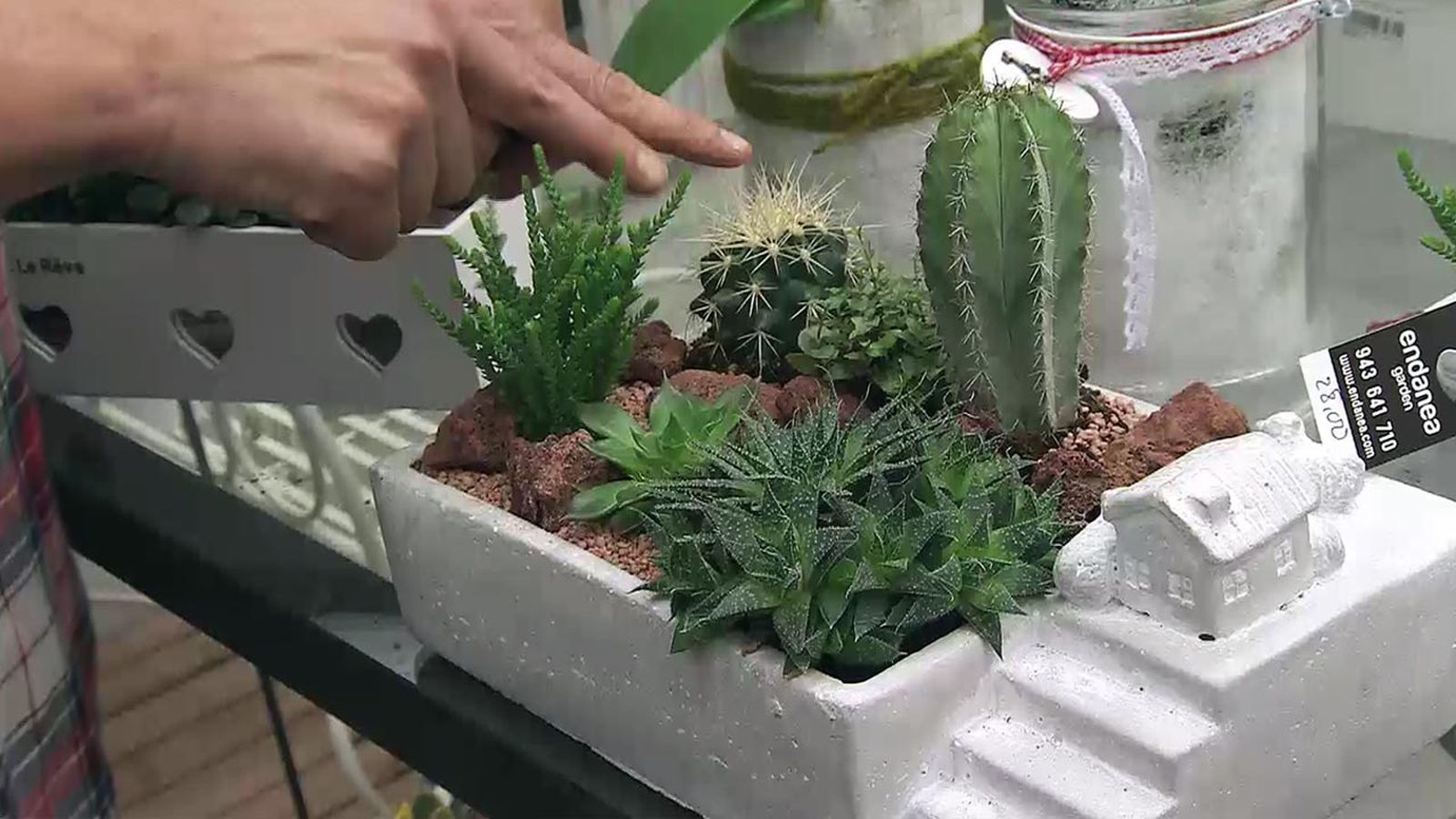 deco 565 plantas en miniatura composicion suculentas deco 565 plantas en miniatura composicion suculentas