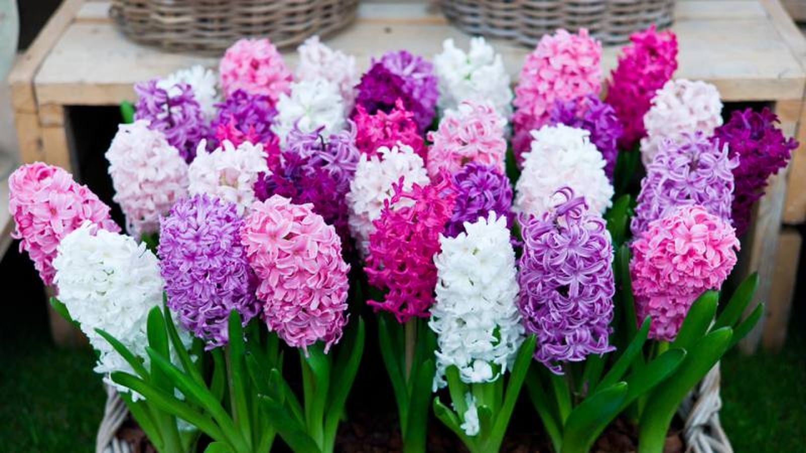 Hyacinthus. Hyacinthus.