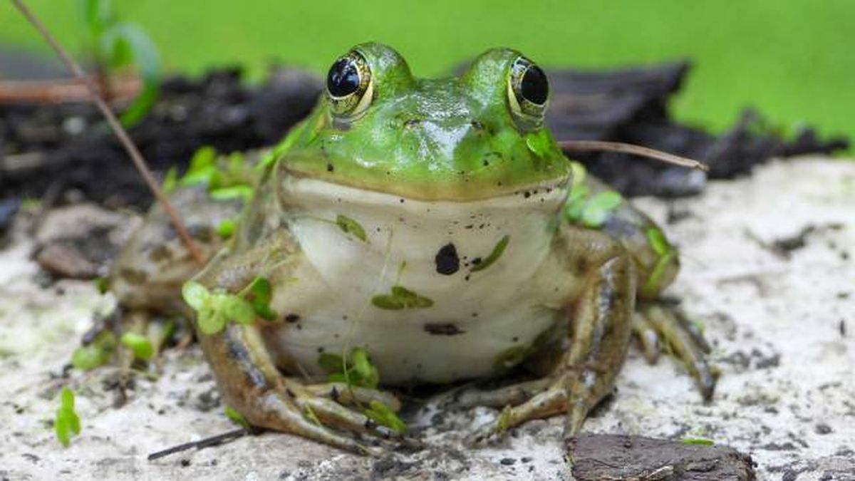 especies exoticas invasoras anfibios rana toro