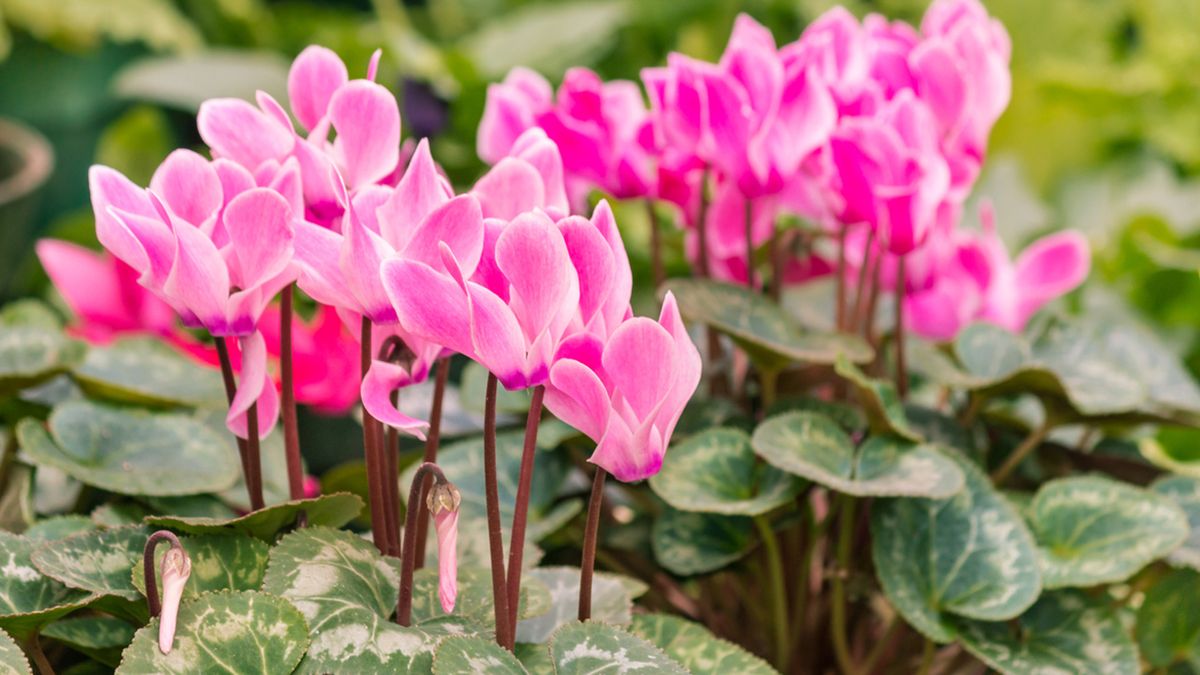 ciclamen planta invierno