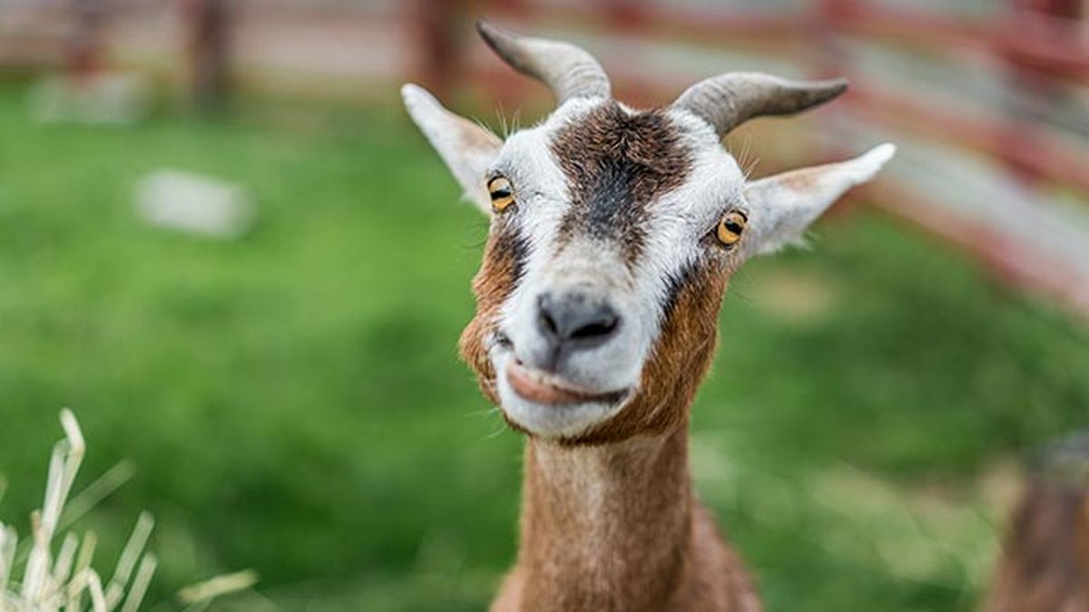 animales felices 11 cabra