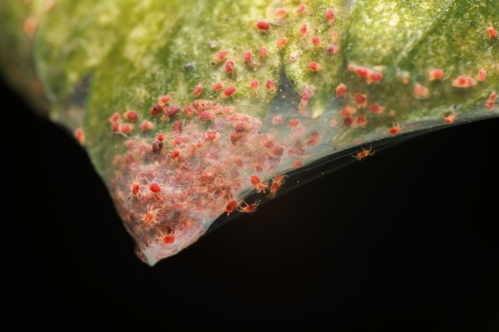 Ácaros rojos Ácaros rojos