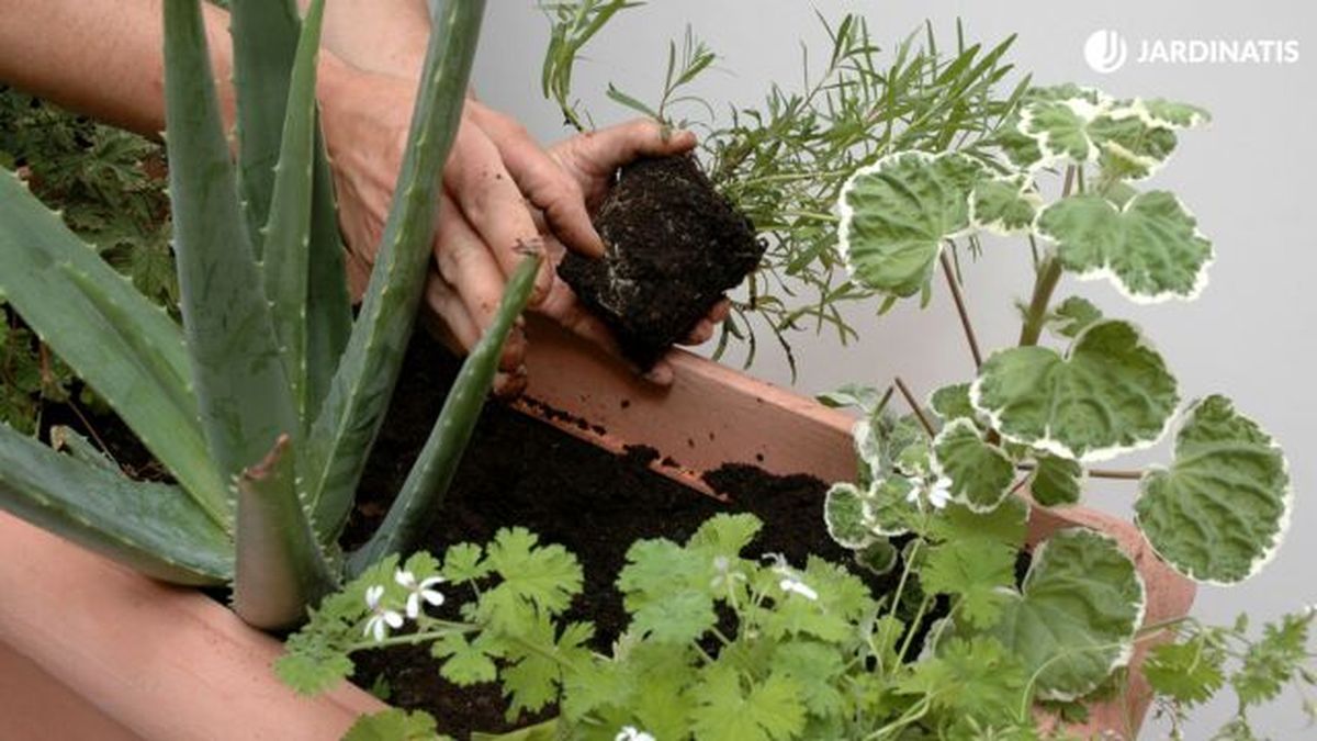 plantación geranioa aromaticos aloe vera y estragon