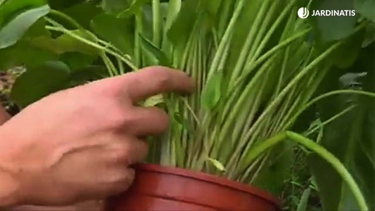 hijuelos de la cala o lirio de agua jardinatis