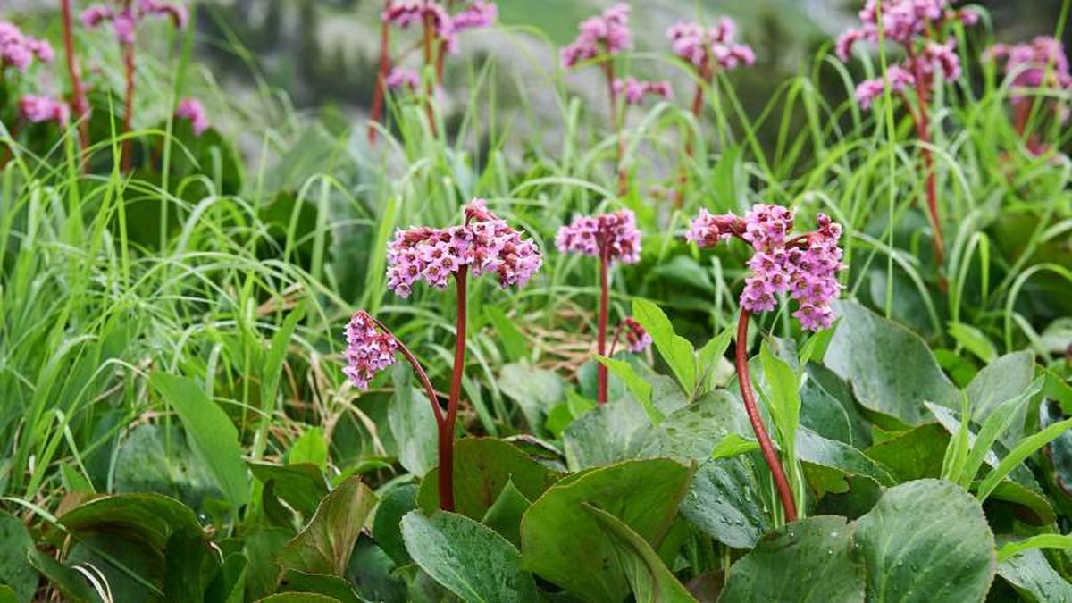 Bergenia crassifolia.